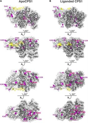Mitochondrial Enzymes of the Urea Cycle Cluster at the Inner Mitochondrial Membrane